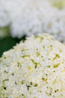  As Flores de Hortensia Desabrocham na Serenidade da Natureza! Uma Análise Detalhada da Obra-Prima de Watanabe no Século VI