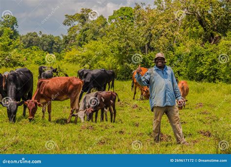   The Cowherd and his Cattle : Uma Jornada Pictórica Através da Vida Rural e da Espiritualidade Zulu